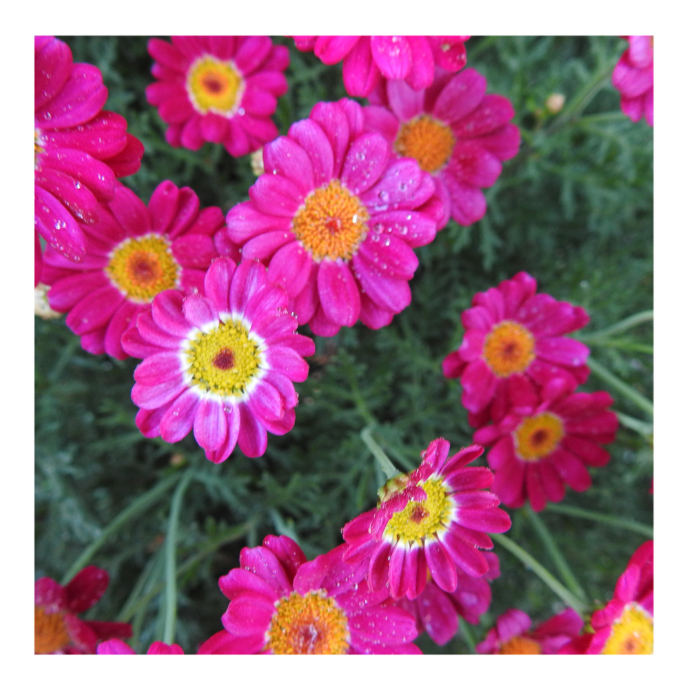 MADEIRA RED MARGUERITE DAISY