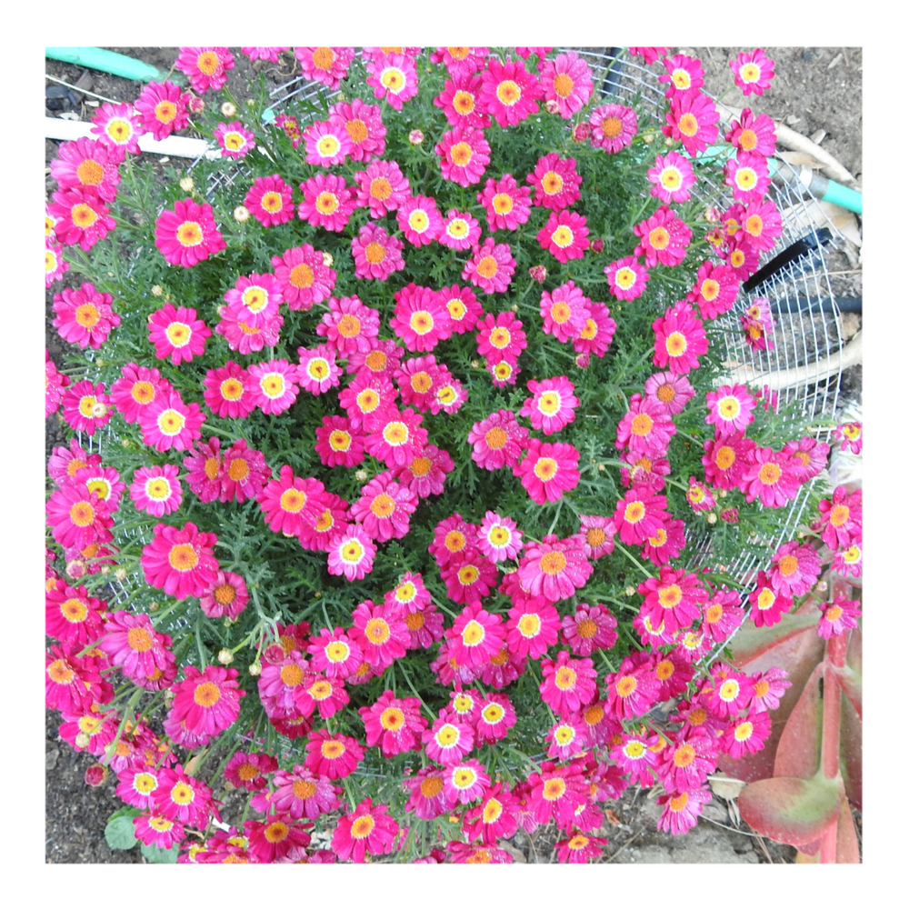 MADEIRA RED MARGUERITE DAISY