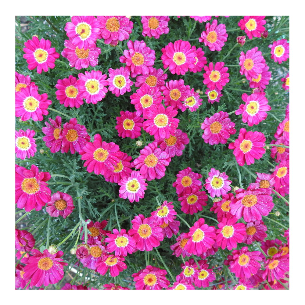 MADEIRA RED MARGUERITE DAISY