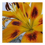 PIETON ASIATIC LILY