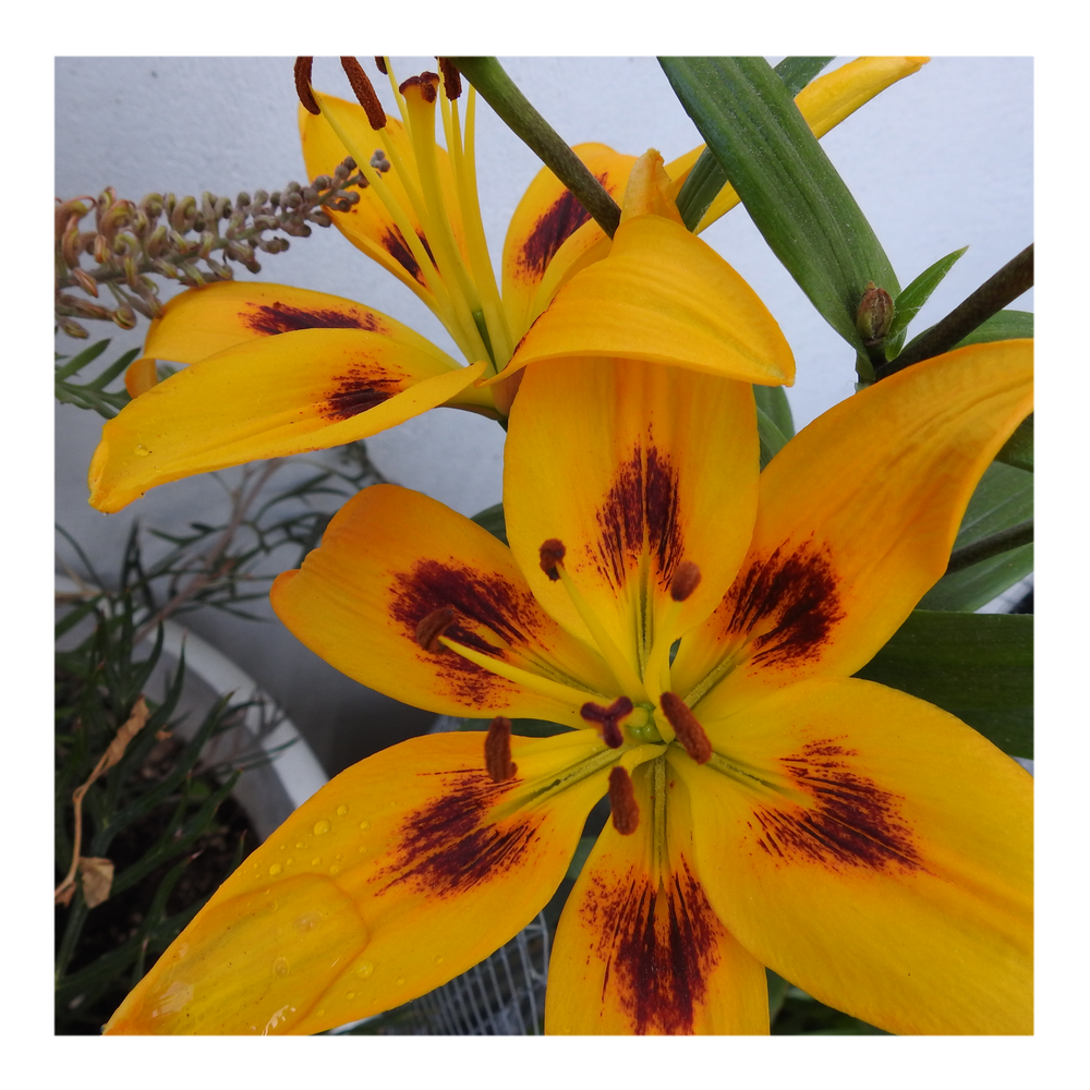 PIETON ASIATIC LILY