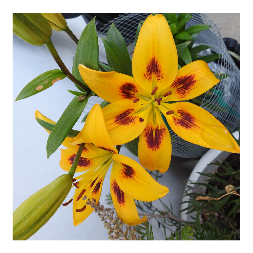 PIETON ASIATIC LILY