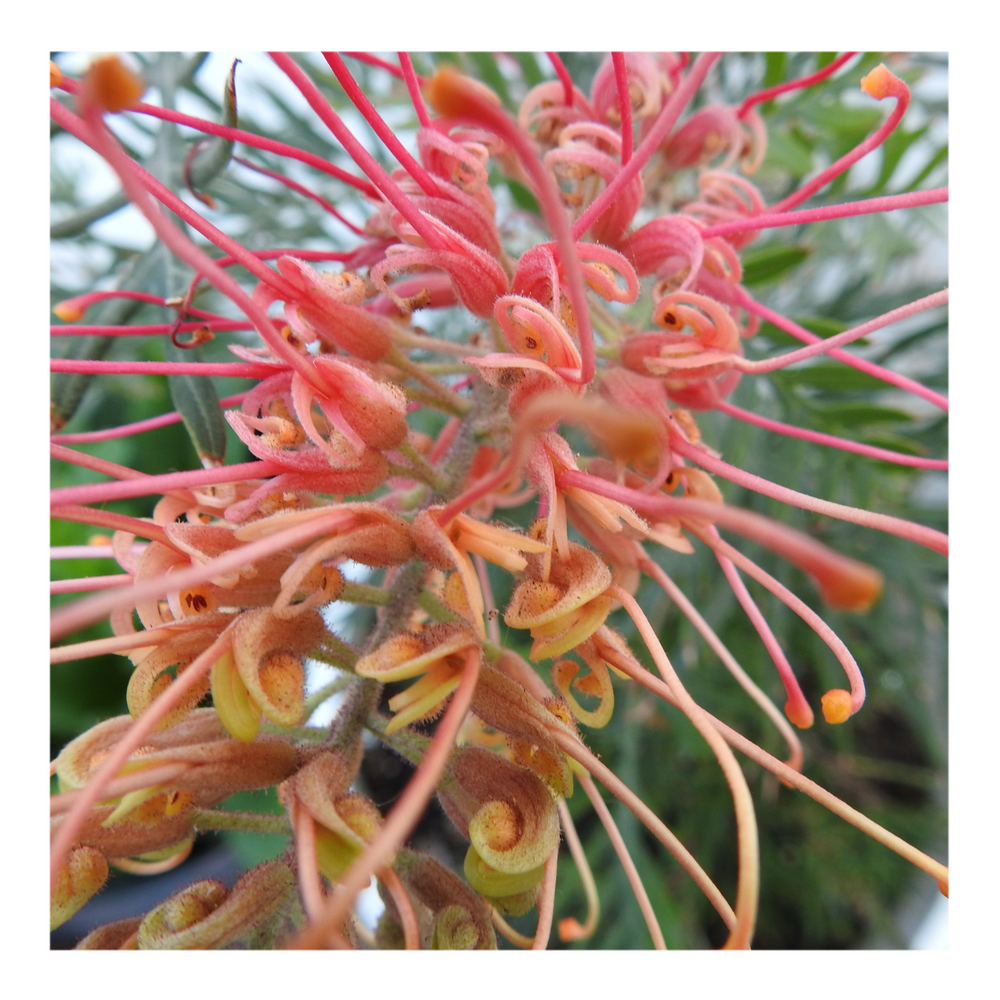 GREVILLEA - ORANGE