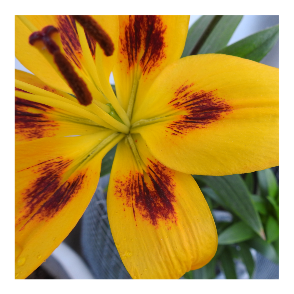 PIETON ASIATIC LILY