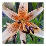 DOUBLE TIGER LILY ORANGE