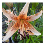 DOUBLE TIGER LILY ORANGE