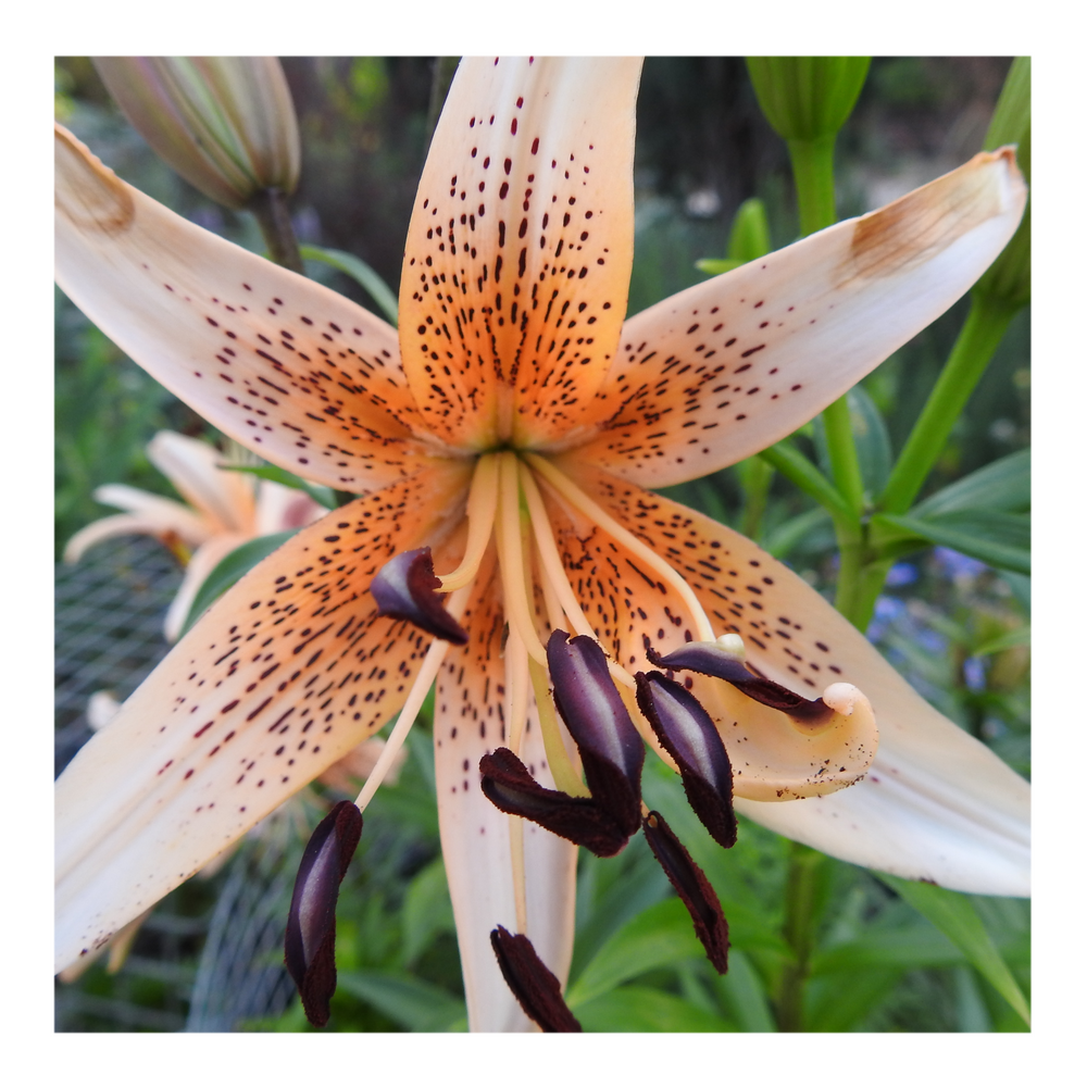 DOUBLE TIGER LILY ORANGE