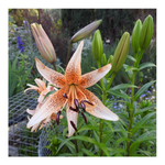 DOUBLE TIGER LILY ORANGE