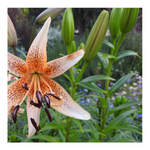 DOUBLE TIGER LILY ORANGE