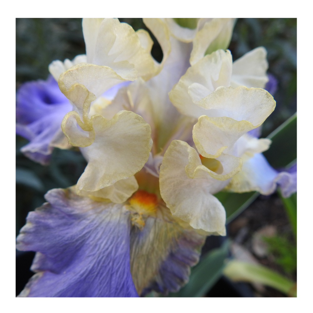 GILT-EDGED BOND BEARDED IRIS