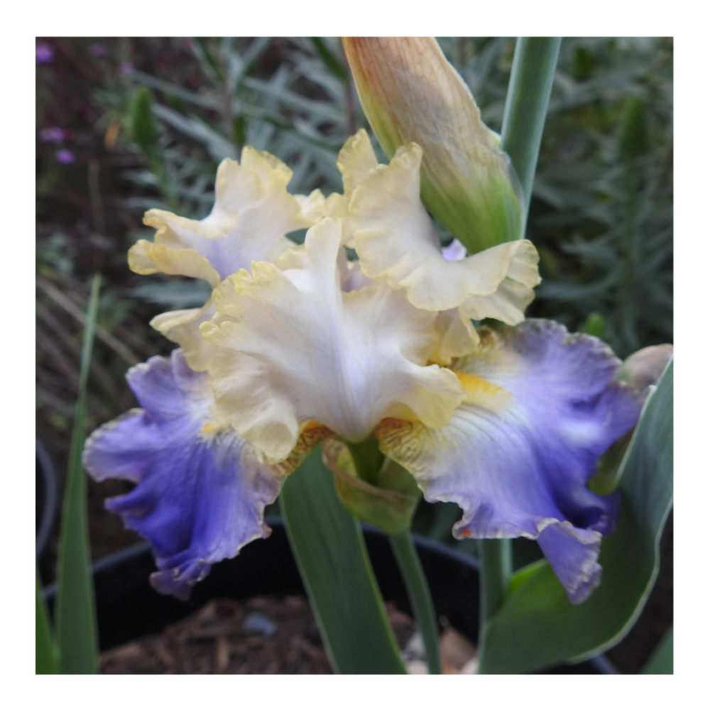 GILT-EDGED BOND BEARDED IRIS