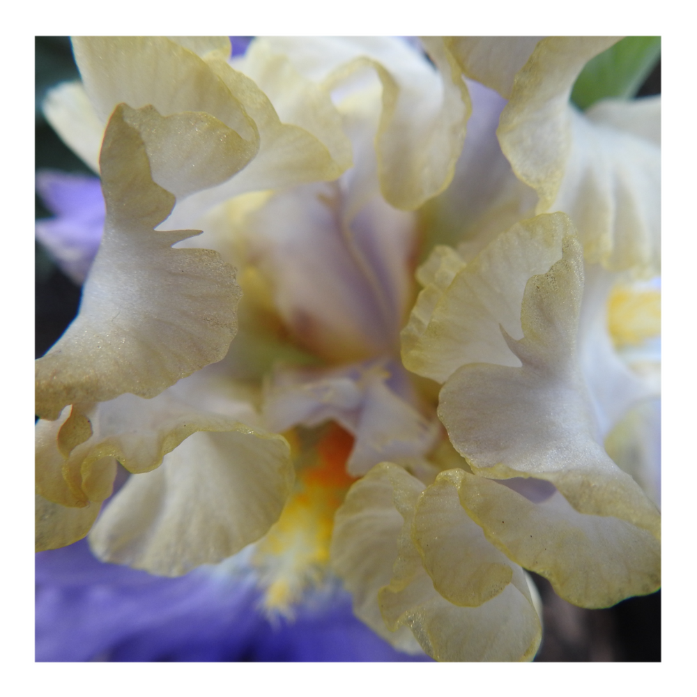 GILT-EDGED BOND BEARDED IRIS