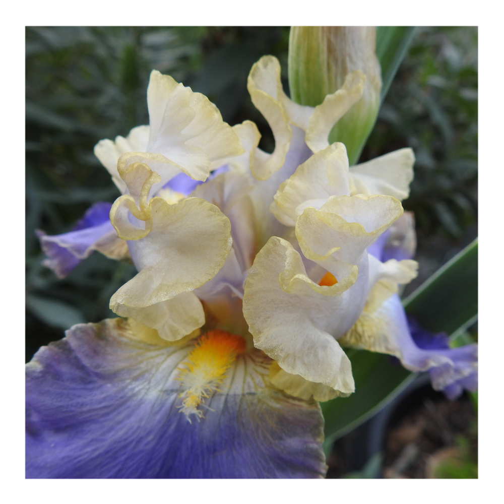 GILT-EDGED BOND BEARDED IRIS