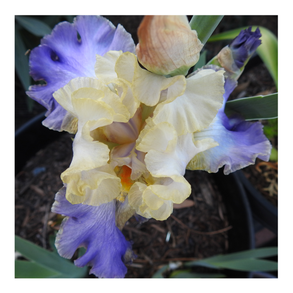 GILT-EDGED BOND BEARDED IRIS