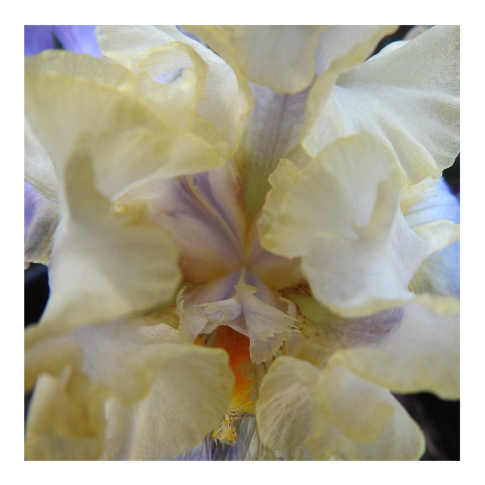 GILT-EDGED BOND BEARDED IRIS