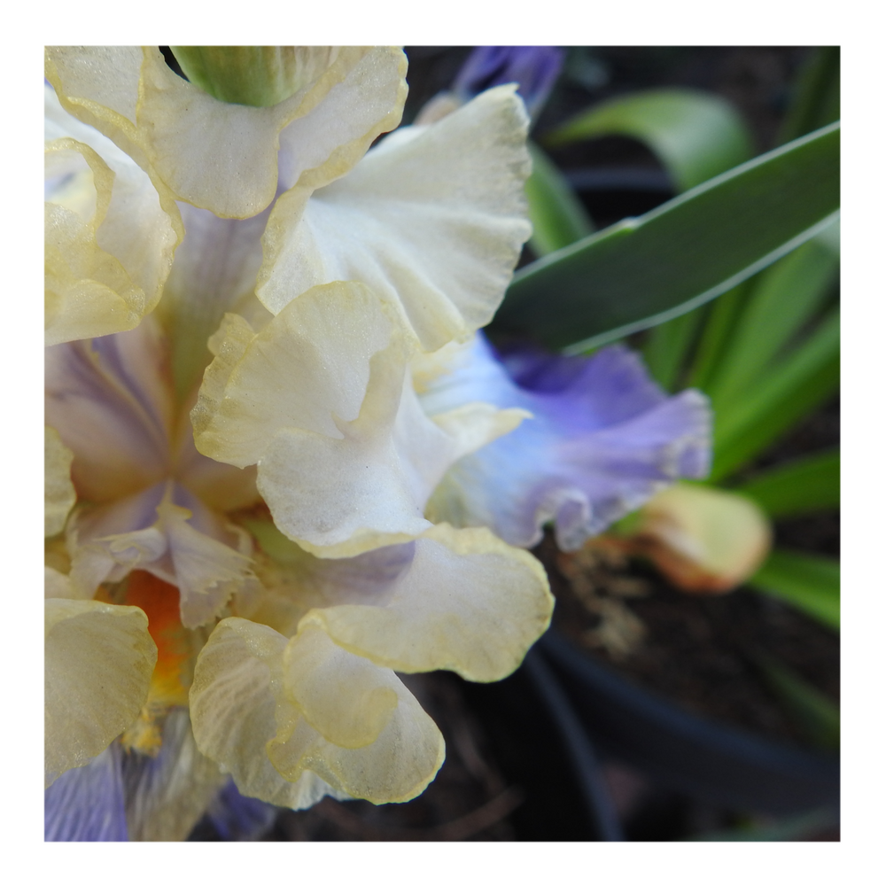 GILT-EDGED BOND BEARDED IRIS