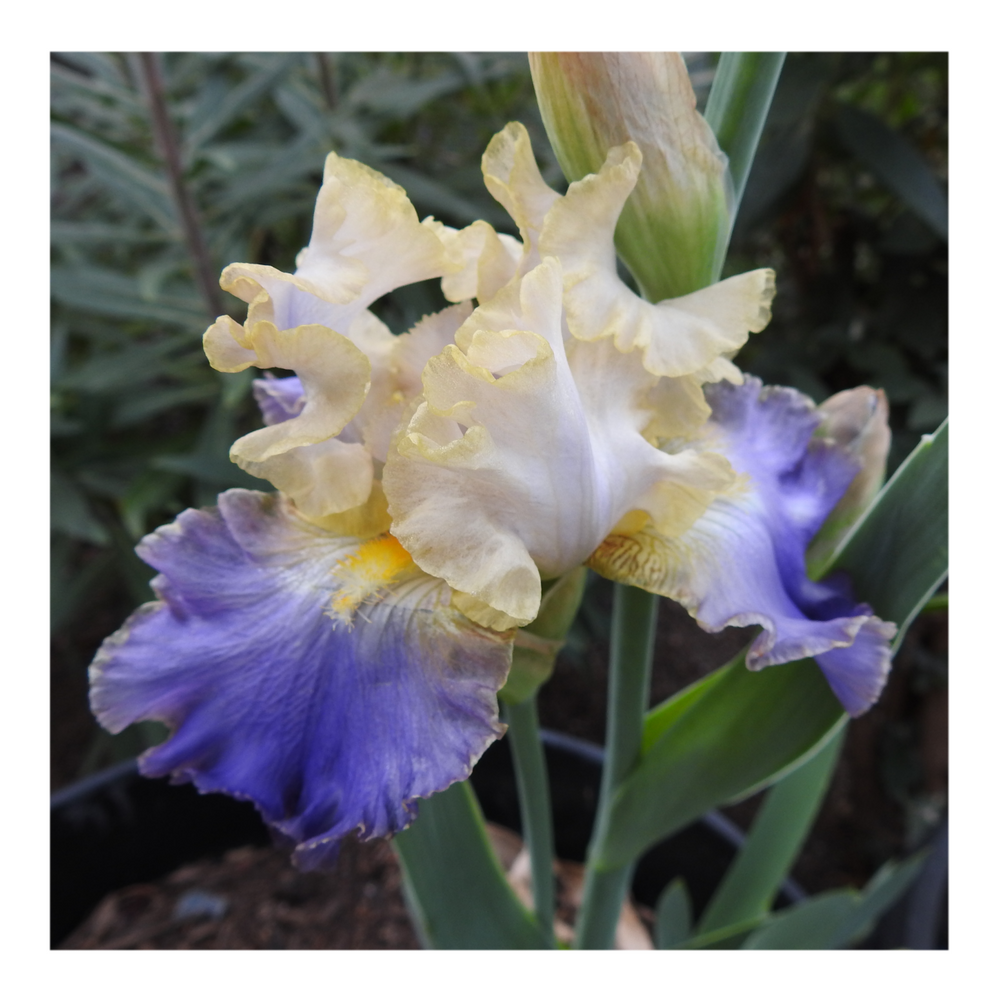 GILT-EDGED BOND BEARDED IRIS