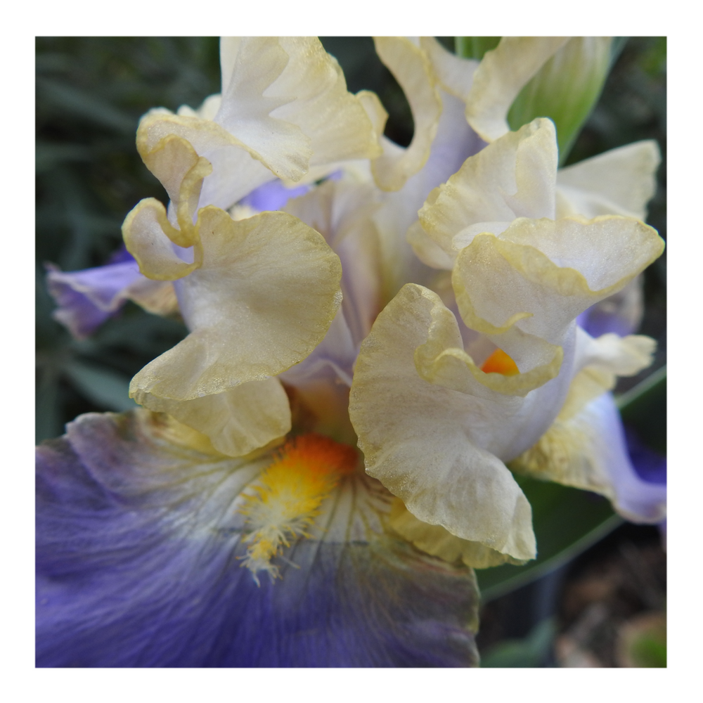 GILT-EDGED BOND BEARDED IRIS