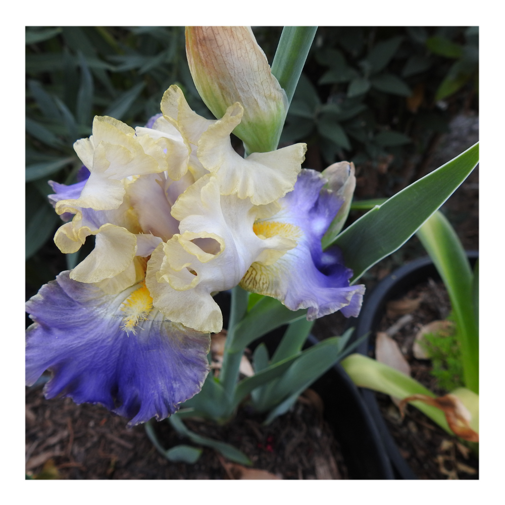 GILT-EDGED BOND BEARDED IRIS