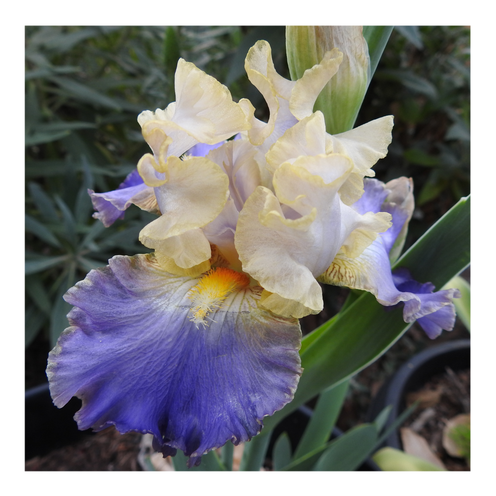 GILT-EDGED BOND BEARDED IRIS