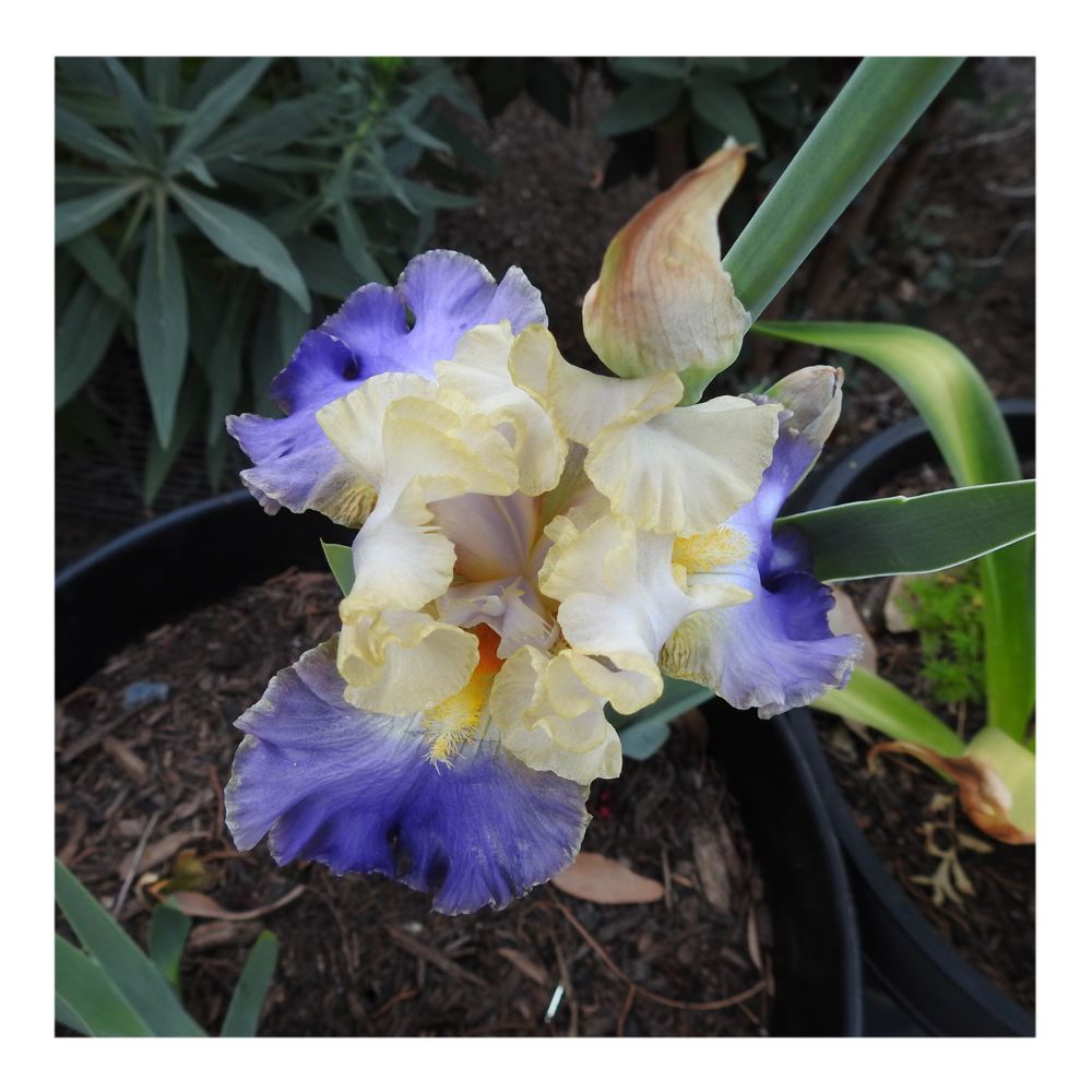GILT-EDGED BOND BEARDED IRIS