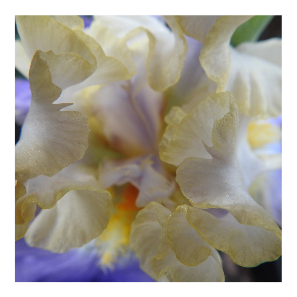 GILT-EDGED BOND BEARDED IRIS