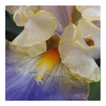 GILT-EDGED BOND BEARDED IRIS