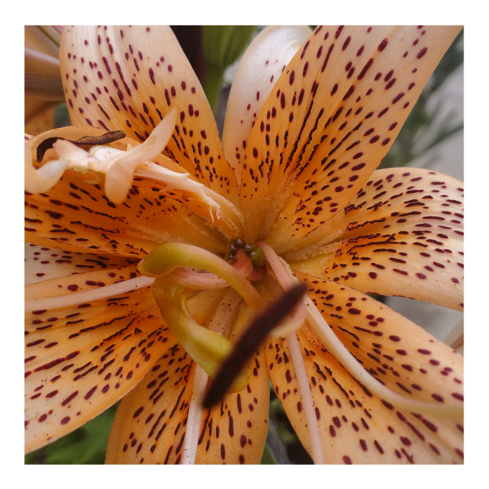 DOUBLE TIGER LILY ORANGE