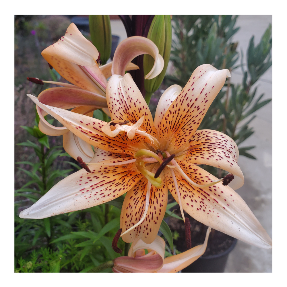 DOUBLE TIGER LILY ORANGE