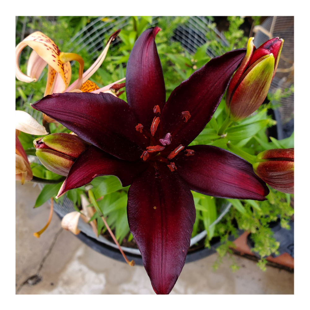 LANDINI ASIATIC LILY