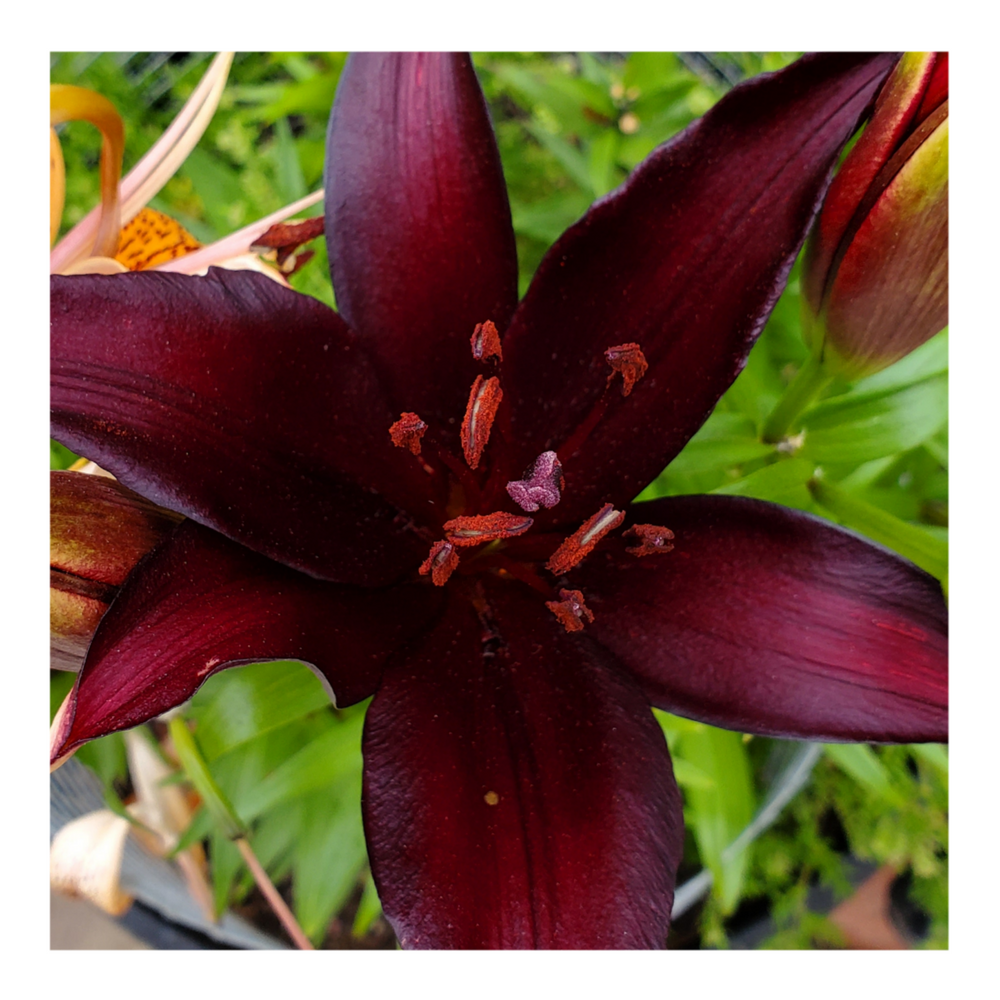 LANDINI ASIATIC LILY