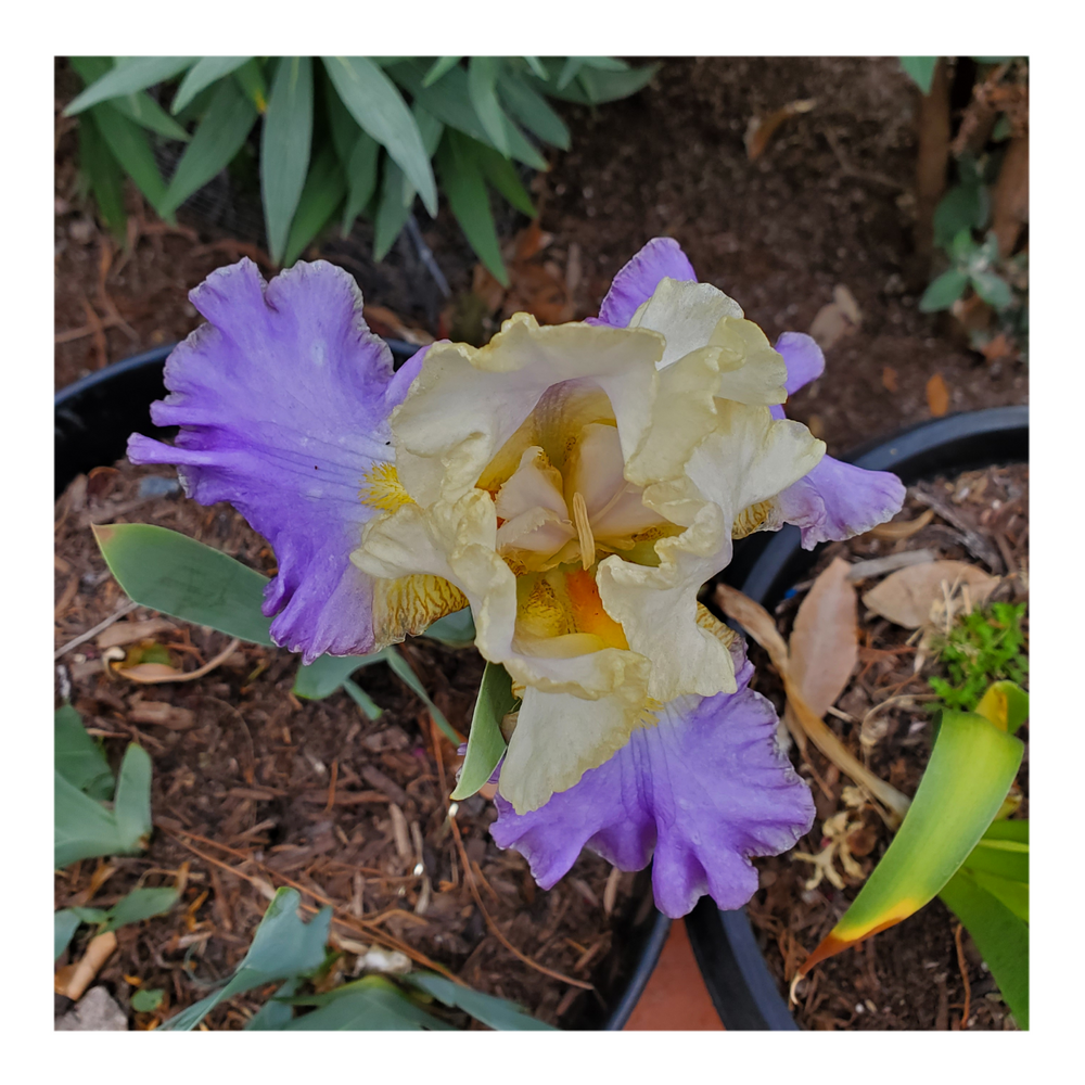 GILT-EDGED BOND BEARDED IRIS