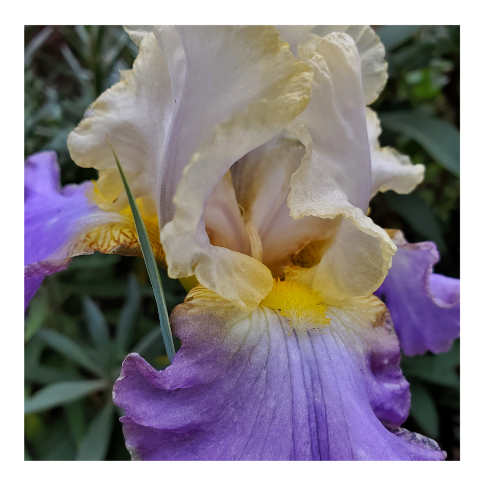 GILT-EDGED BOND BEARDED IRIS