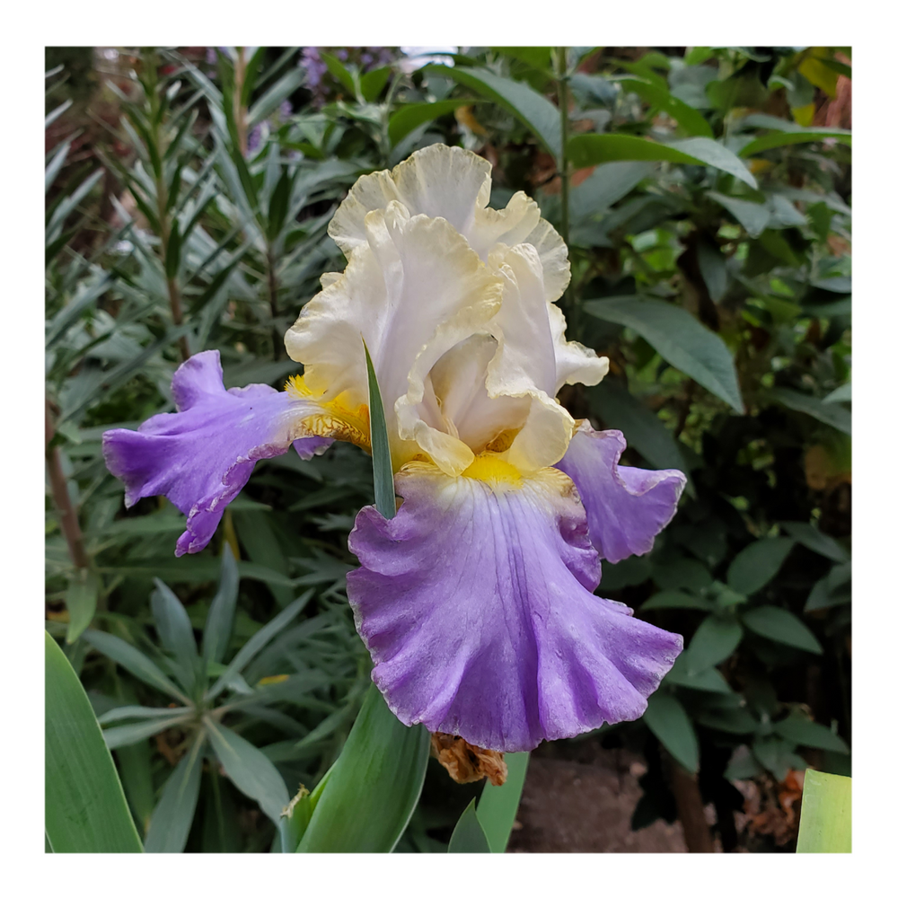 GILT-EDGED BOND BEARDED IRIS