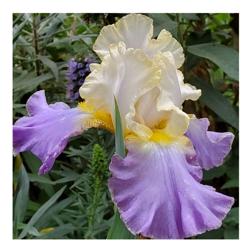GILT-EDGED BOND BEARDED IRIS