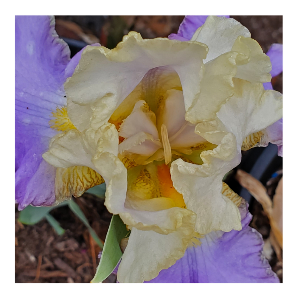 GILT-EDGED BOND BEARDED IRIS
