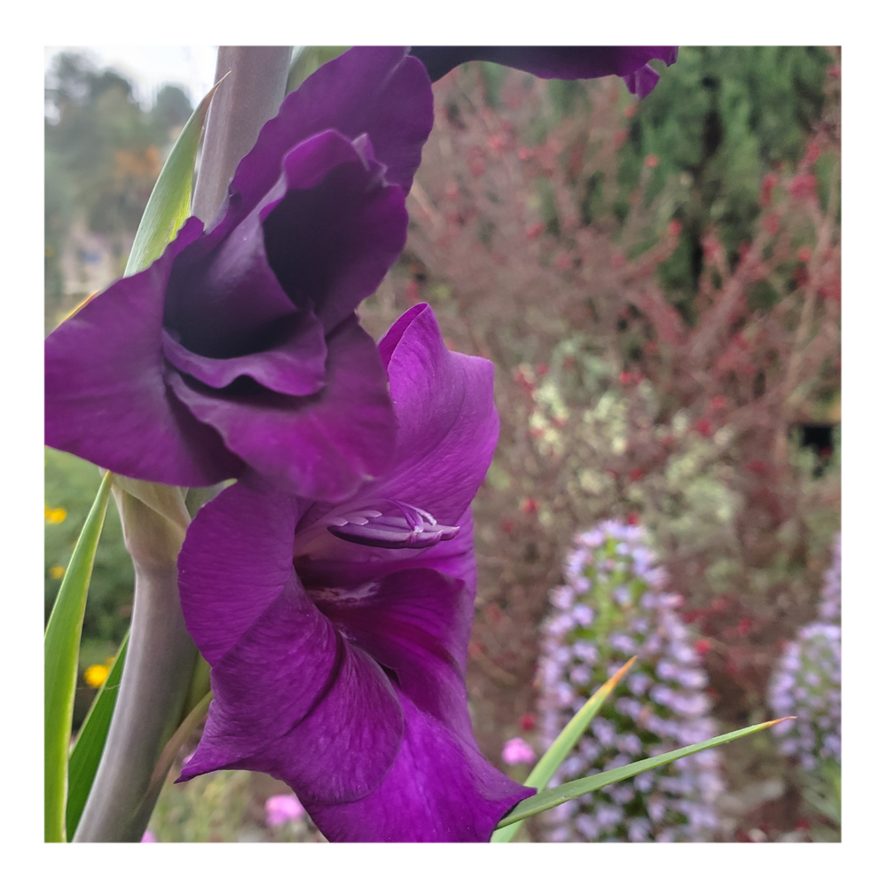 GLADIOLUS PURPLE FLORA