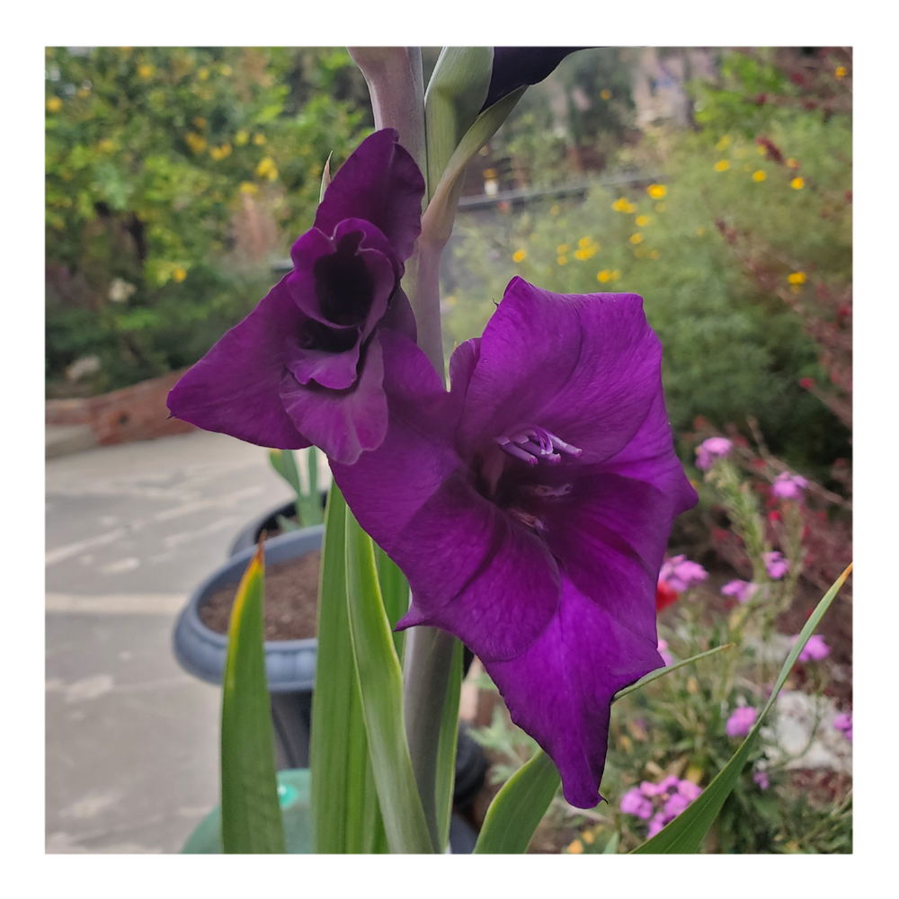 GLADIOLUS PURPLE FLORA