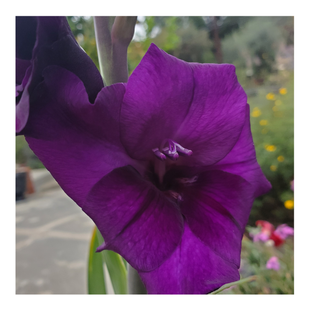 GLADIOLUS PURPLE FLORA