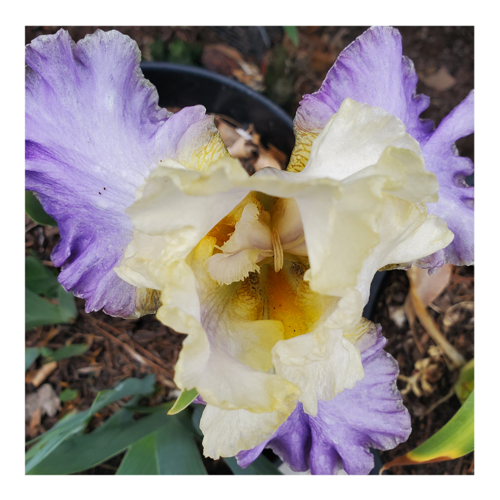GILT-EDGED BOND BEARDED IRIS
