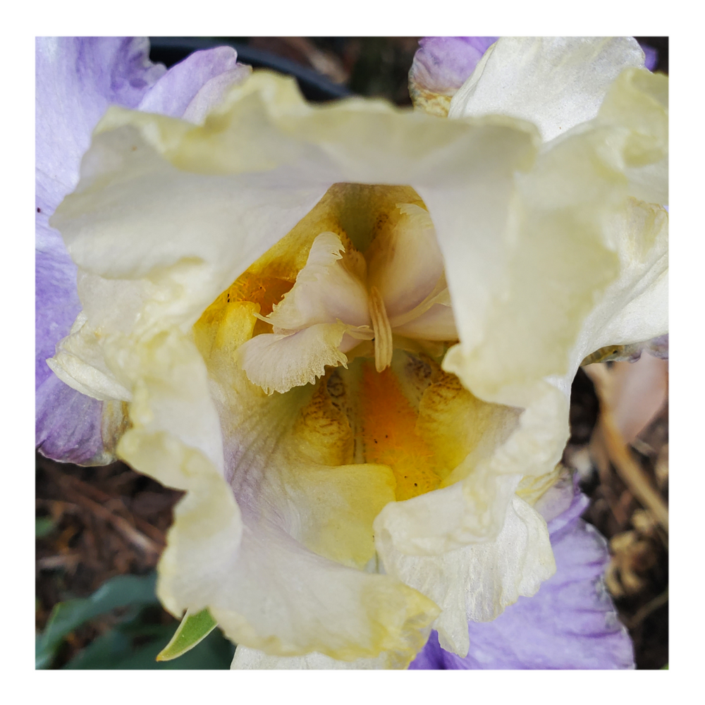 GILT-EDGED BOND BEARDED IRIS