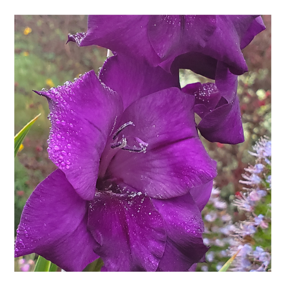 GLADIOLUS PURPLE FLORA