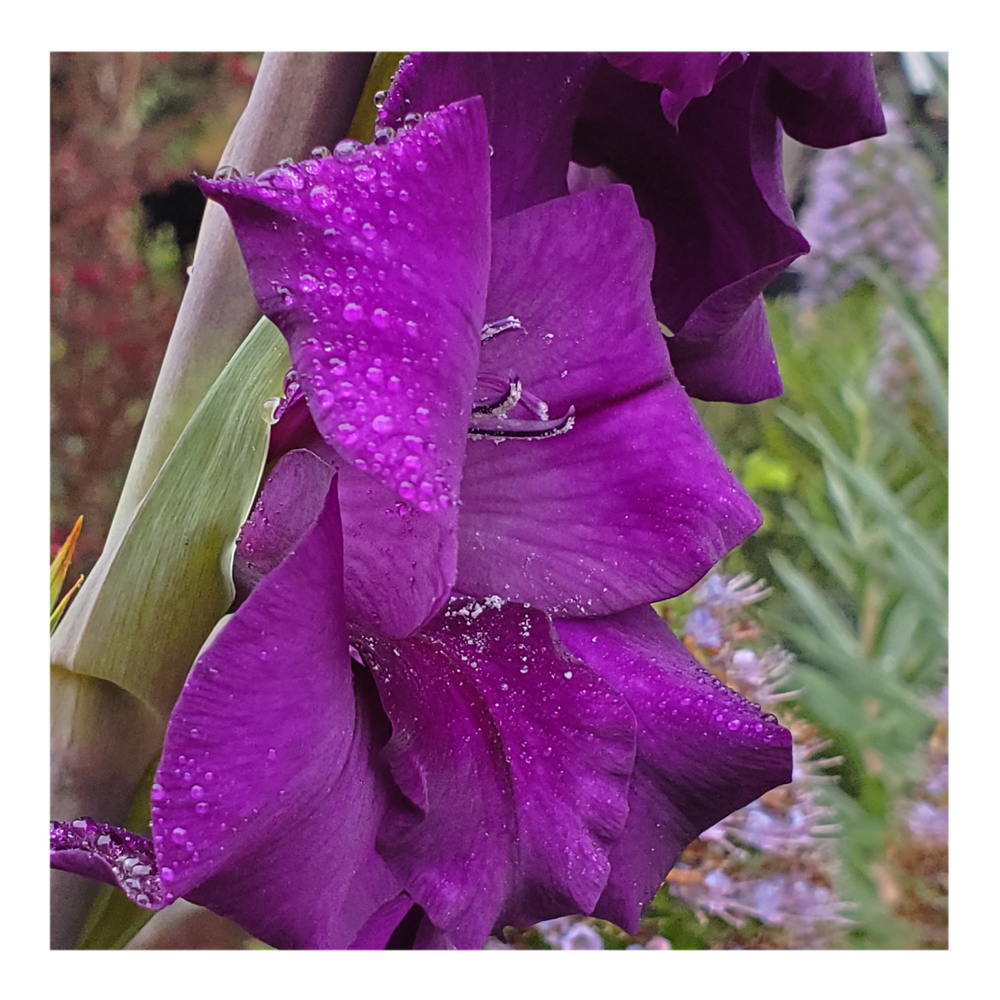 GLADIOLUS PURPLE FLORA