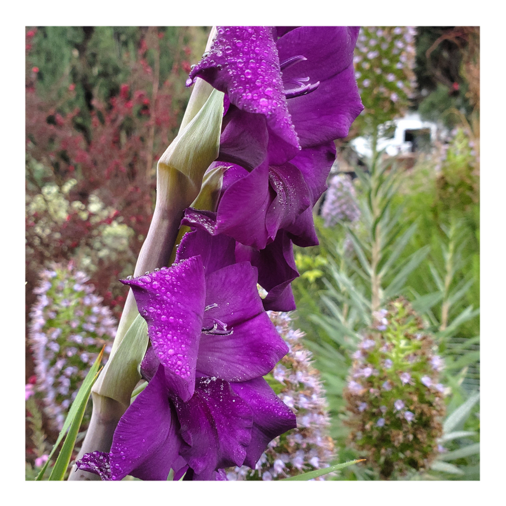 GLADIOLUS PURPLE FLORA