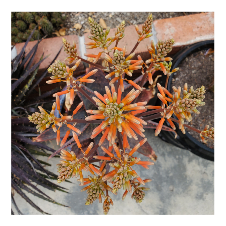 ALOE MACUALTA
