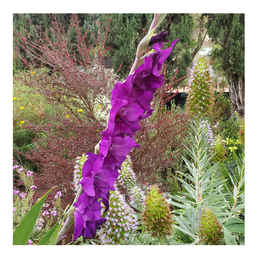 GLADIOLUS PURPLE FLORA