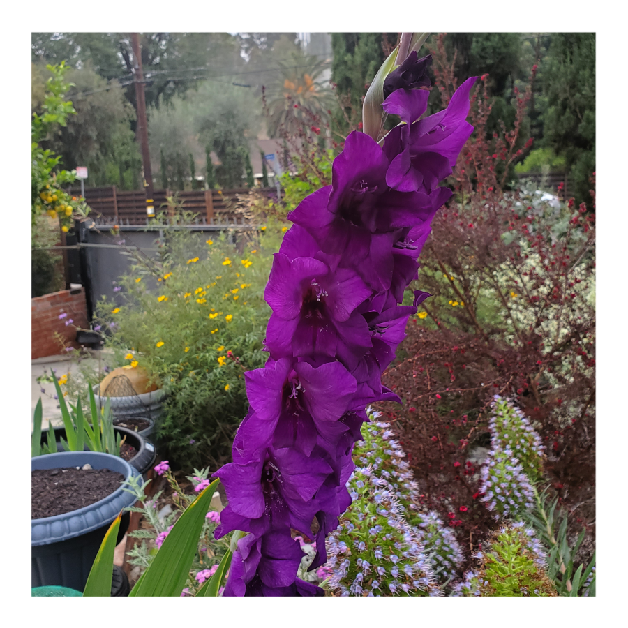 GLADIOLUS PURPLE FLORA