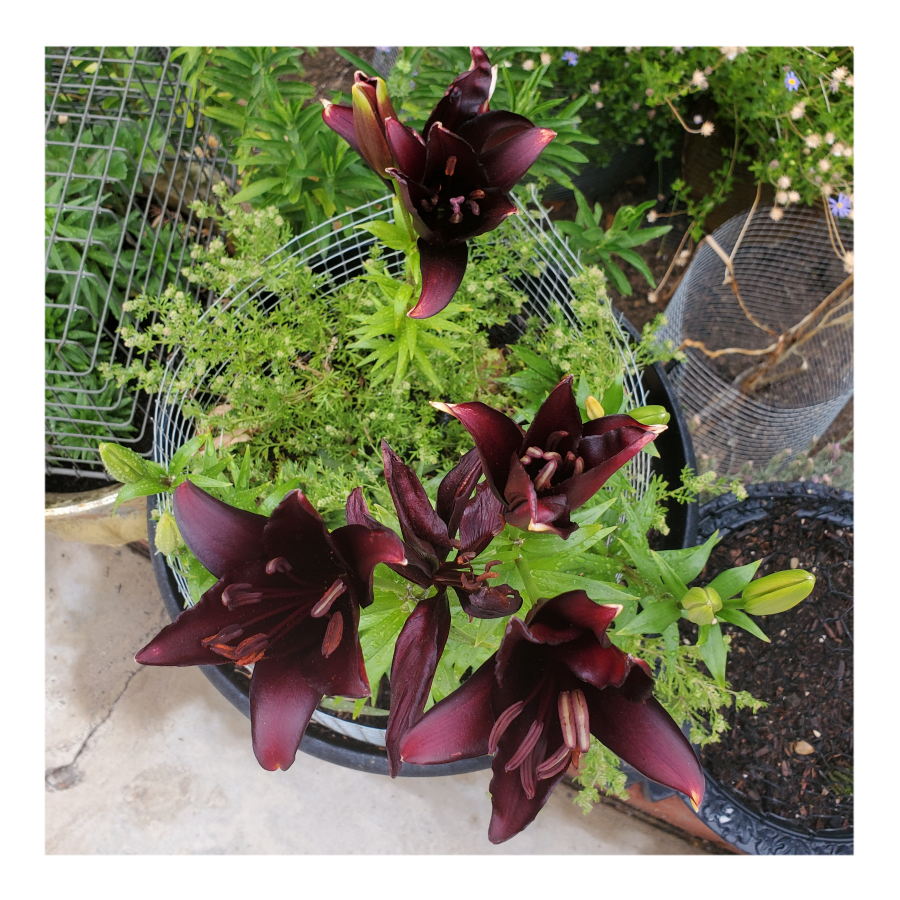 LANDINI ASIATIC LILY