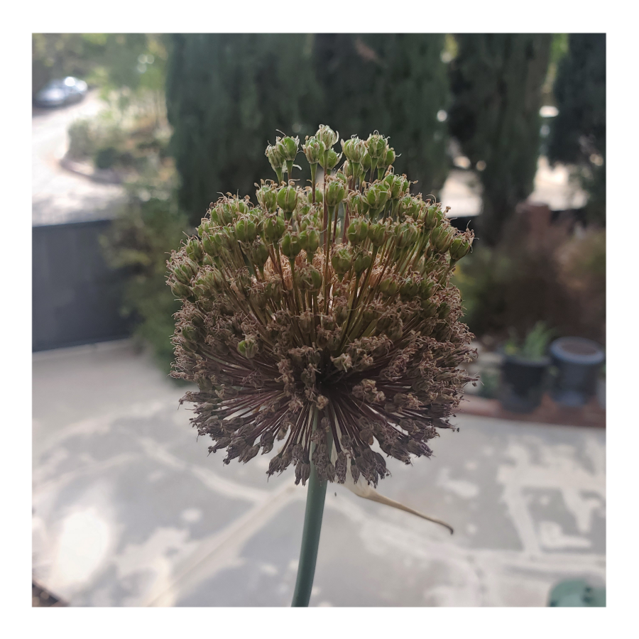 DRUMSTICK ALLIUM