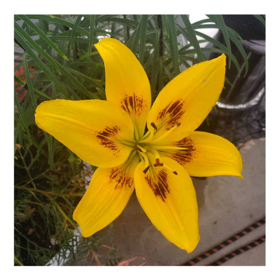 PIETON ASIATIC LILY